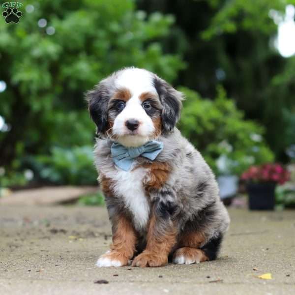 Zeke, Mini Bernedoodle Puppy